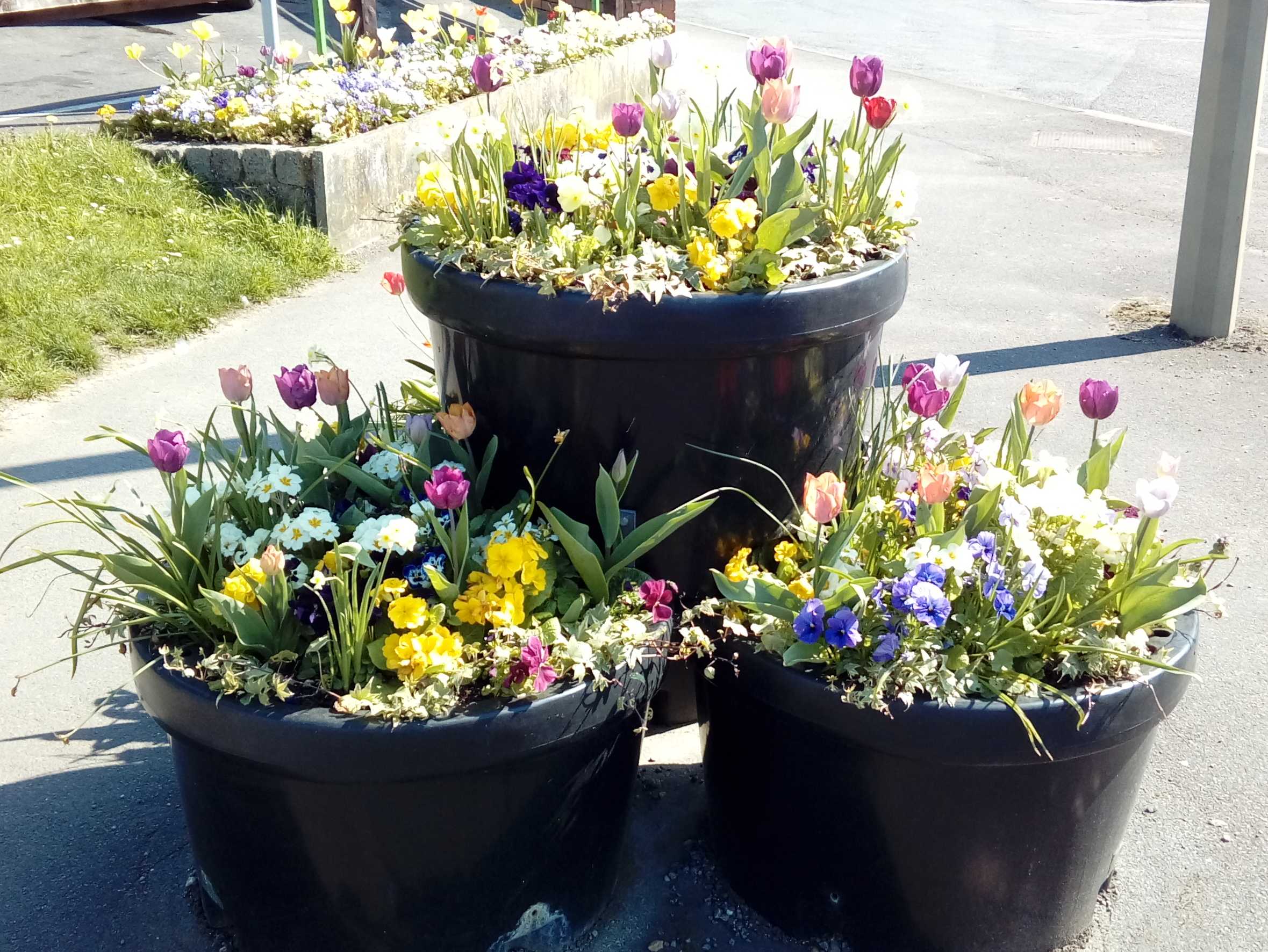 3 baskets of purple and cream and pink tulips